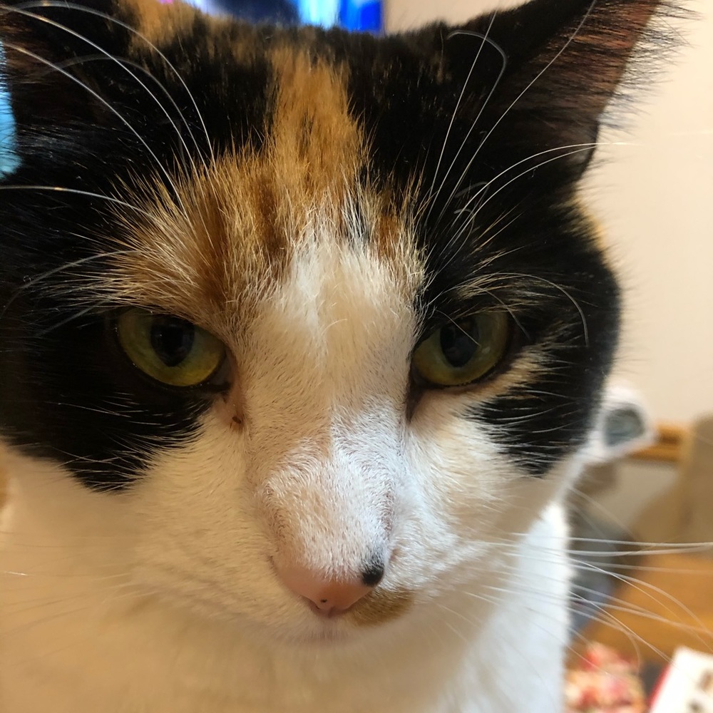 Meet your Posher, Holly